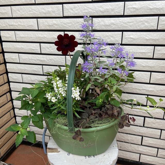 お祝い秋の落ち着いた寄せ植え♪