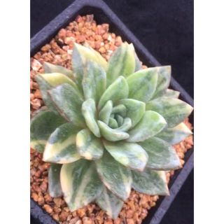 多肉植物　Echeveria 'Champagne'錦(その他)