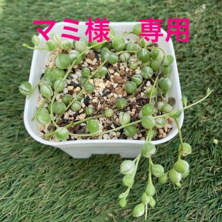 多肉植物　斑入りグリーンネックレス🌿抜き苗(その他)