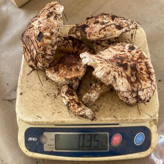 信州木曽産 松茸350グラム