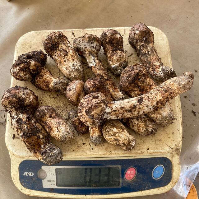 信州木曽産 松茸350グラム