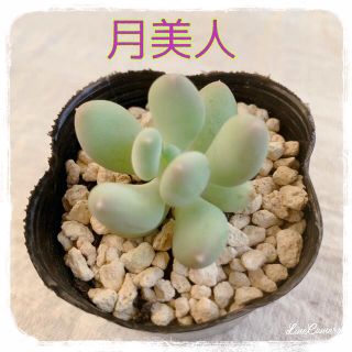 【多肉植物】月美人 ぷっくりむちむち かわいい 寄植え ぬき苗♪(プランター)