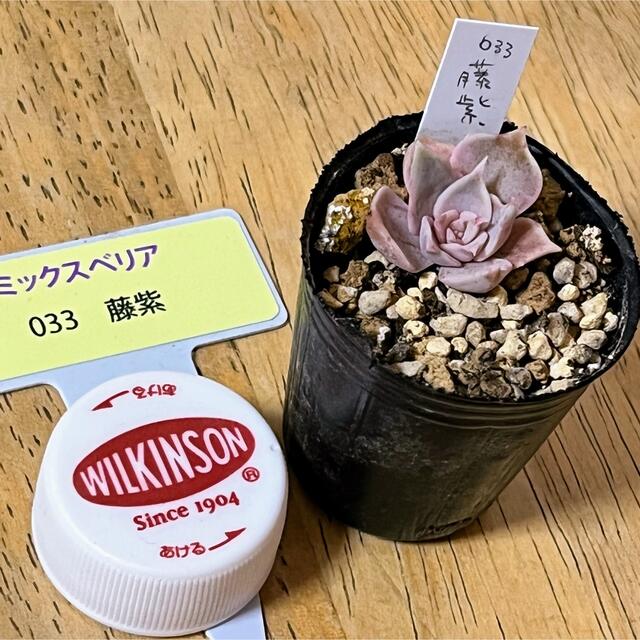 多肉植物　小苗セットC おらいさん苗　藤紫　他　ネコポス ハンドメイドのフラワー/ガーデン(その他)の商品写真