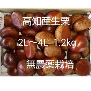 高知産 生栗 約1.2kg  大きさ2L～4L  無農薬栽培(フルーツ)