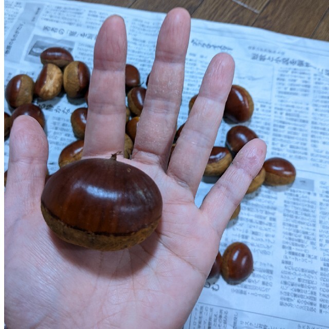 生栗　無農薬　約1キロ 食品/飲料/酒の食品(野菜)の商品写真