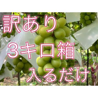 訳ありシャインマスカット　産地直送　数量限定　山梨　ぶどう(フルーツ)