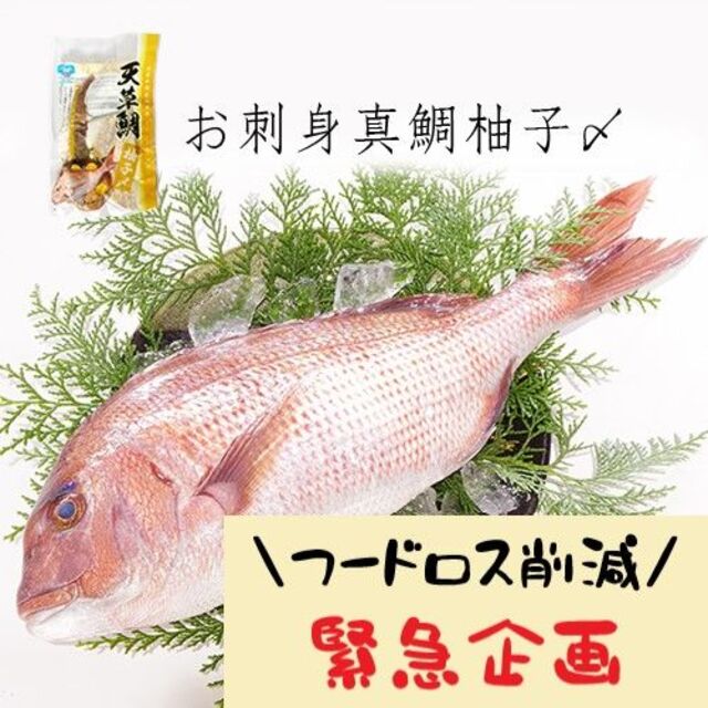 フードロス削減緊急企画！　真鯛の柚子〆　３パック　数量限定　訳あり　 食品/飲料/酒の食品(魚介)の商品写真