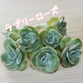 【多肉植物】韓国苗❤ラブリーローズ❤(その他)