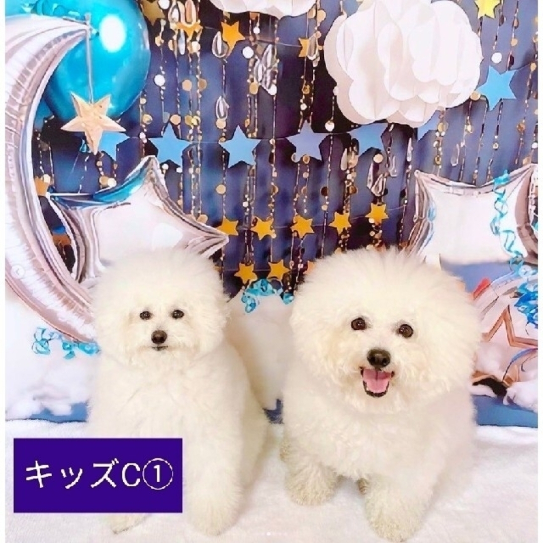 背景布×10枚+2枚プレゼント ペット撮影用ブース トリミング 背景布×10枚+2枚プレゼント ペット撮影用ブース トリミング