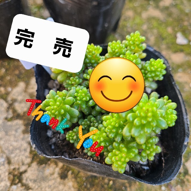 多肉植物　レッドベリー　抜き苗