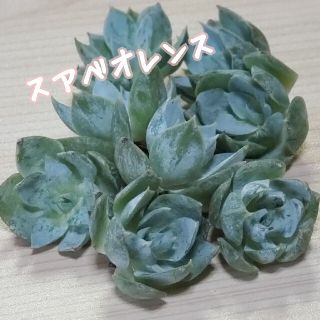 【多肉植物】韓国苗❤スアベオレンス❤スワベオレンス(その他)