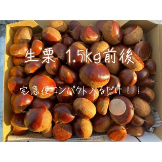 生栗 1.5kg前後 宅急便コンパクト入るだけ(野菜)