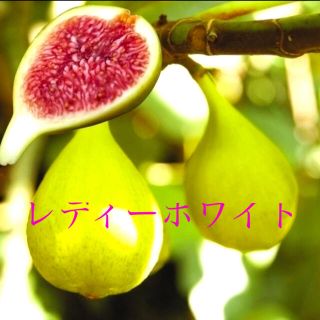 イチジク/fig レディーホワイト穂木(その他)