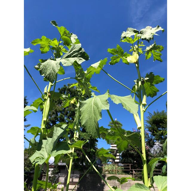 無農薬&固定種野菜セット★80cmサイズ★長野県産 食品/飲料/酒の食品(野菜)の商品写真