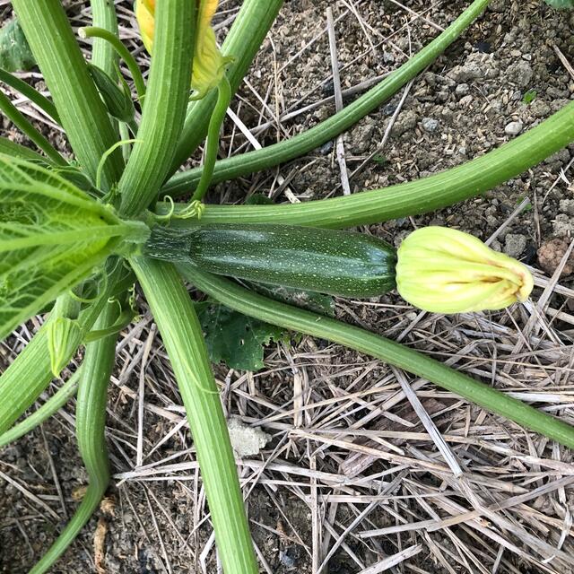 無農薬&固定種野菜セット★80cmサイズ★長野県産 食品/飲料/酒の食品(野菜)の商品写真