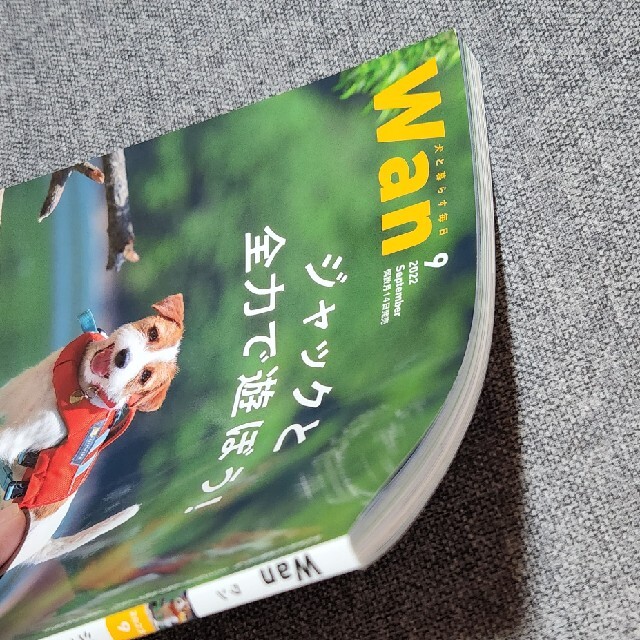 wan (ワン) 2022年 09月号　ジャックラッセルテリア エンタメ/ホビーの雑誌(その他)の商品写真