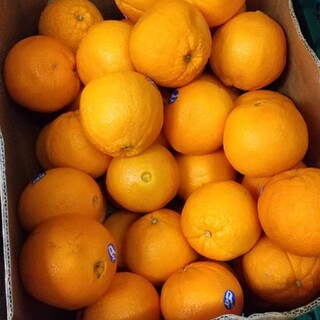 オレンジ  オーストラリア産  20個入り！  約5㎏(フルーツ)