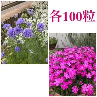 ギリアレプタンサ＊ピンクパンサー　　花の種各100粒(その他)