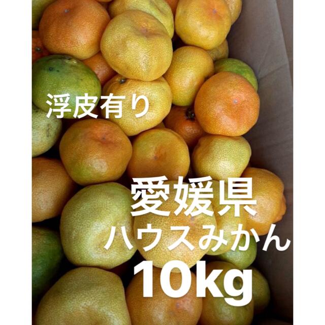 愛媛県　ハウスみかん　浮皮有り　柑橘　10kg