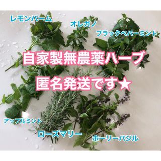 天然無農薬！選べるハーブセット　朝採り新鮮　料理やハーブティー　挿木にも　(野菜)