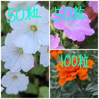 花の種３種セット　白と淡いピンクのペチュニア・色鮮やかなマリーゴールド(プランター)