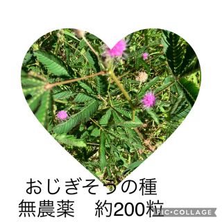 オジギソウ　種　約200粒　おじぎ草　種　オジギソウ種(プランター)