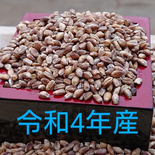 令和４年産　紫もち麦１kg(ダイシモチ)　食べやすい８分精麦 食品/飲料/酒の食品(米/穀物)の商品写真