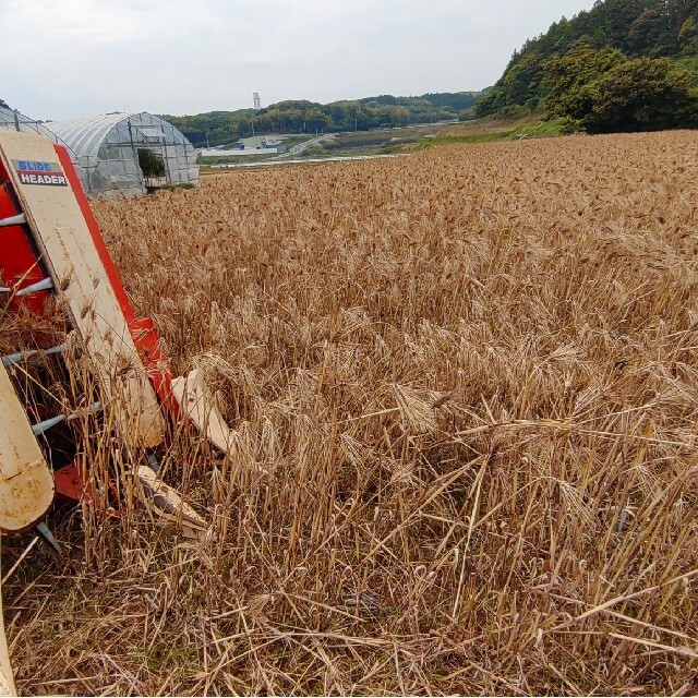 令和４年産　紫もち麦５kg(ダイシモチ)　食べやすい８分精麦 食品/飲料/酒の食品(米/穀物)の商品写真