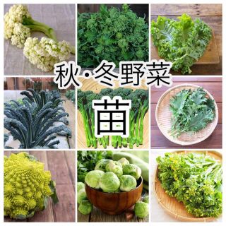 選べる！秋冬栽培用野菜の苗 3種 + オマケ(その他)