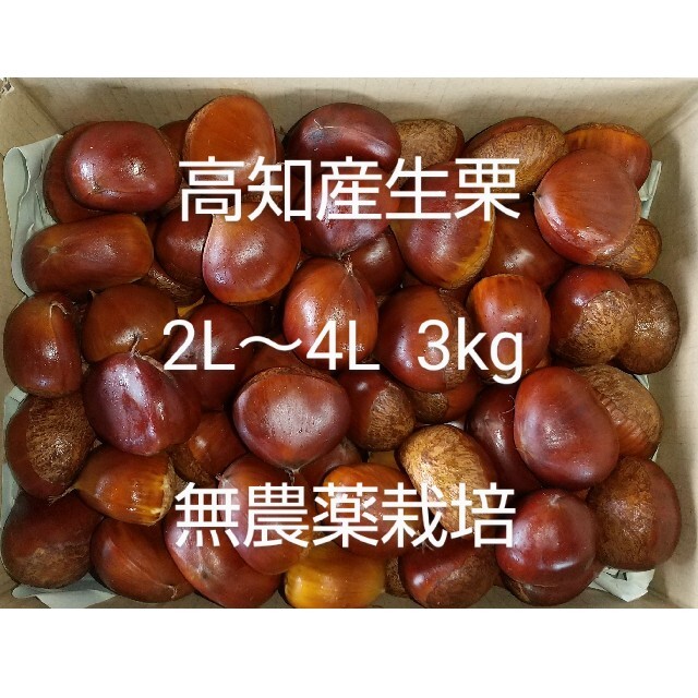 高知産 生栗 3kg 大きさ2L～4L 無農薬栽培 食品/飲料/酒の食品(フルーツ)の商品写真