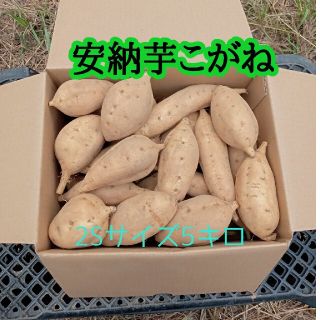 安納芋こがね2Sサイズ5kg(種子島産)(野菜)