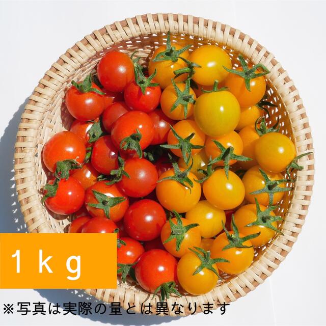 カラートマト 1kg  青森県産☘️イエローミミ 採れたてを産地直送します！ 食品/飲料/酒の食品(野菜)の商品写真