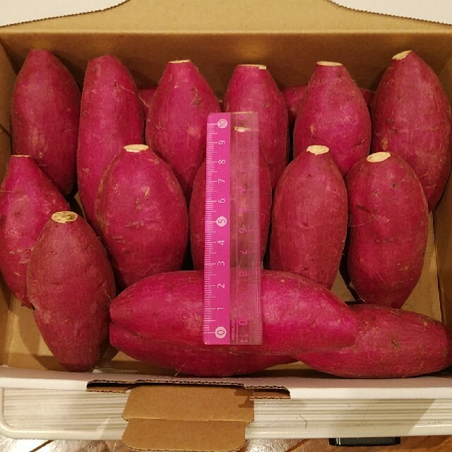 25 千葉県産　シルクスイート　さつまいも　サツマイモ　約1.2㎏ 食品/飲料/酒の食品(野菜)の商品写真