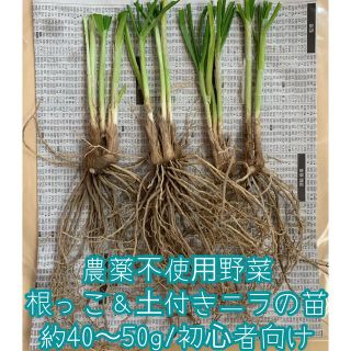 本日限定価格✨農薬不使用野菜＊根っこ付きにらの苗＊40〜50g＊ニラ苗＊ネコポス(野菜)