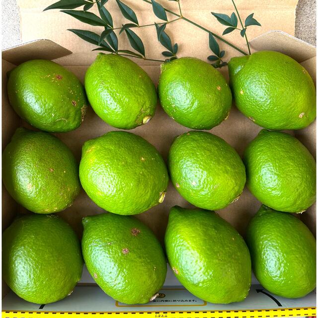 国産グリーンレモン 無農薬 食品/飲料/酒の食品(フルーツ)の商品写真