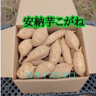 安納芋こがね2Sサイズ5kg(種子島産)(野菜)