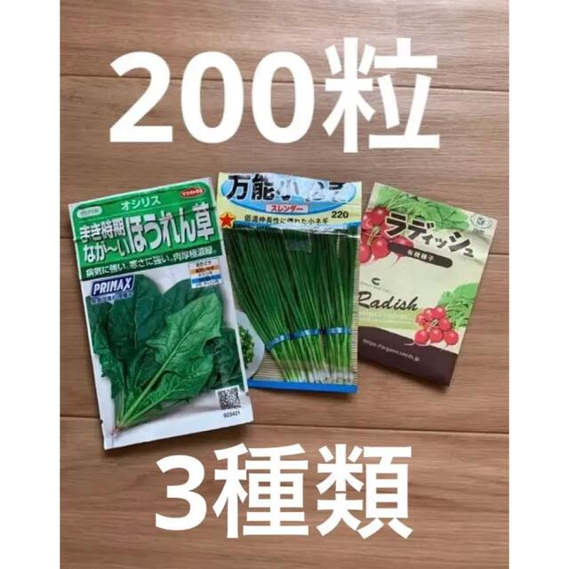 野菜 種 家庭菜園用 ほうれん草、万能小ネギ、有機ラディッシュ 200粒 食品/飲料/酒の食品(野菜)の商品写真