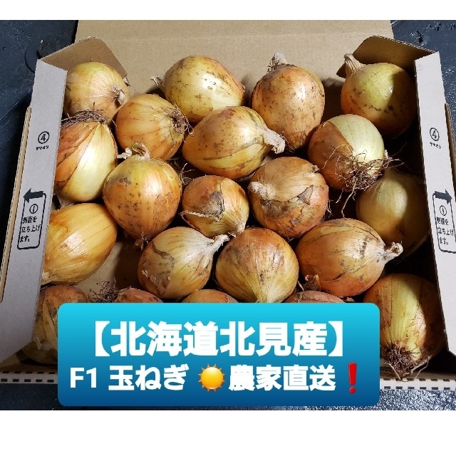 北海道 北見産 ミニ 新玉ねぎ ◎農家直送の通販 by TM's shop|ラクマ