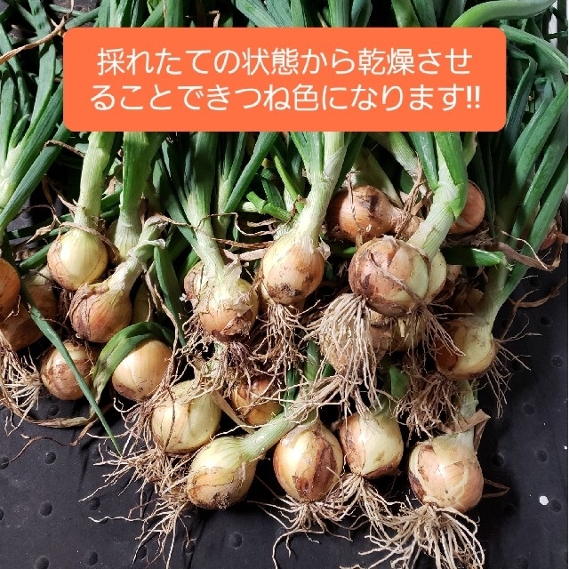 北海道 北見産 ミニ 新玉ねぎ ◎農家直送の通販 by TM's shop|ラクマ