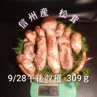 クール便対応 信州産 松茸 つぼみ 9/28午後収穫 309ｇ 10本入(野菜)