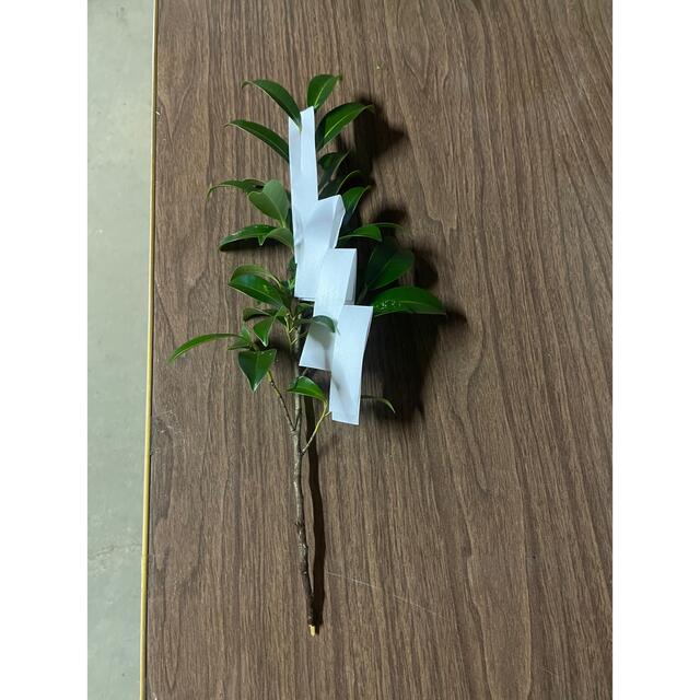 玉串　榊　紙垂付き　10本 5