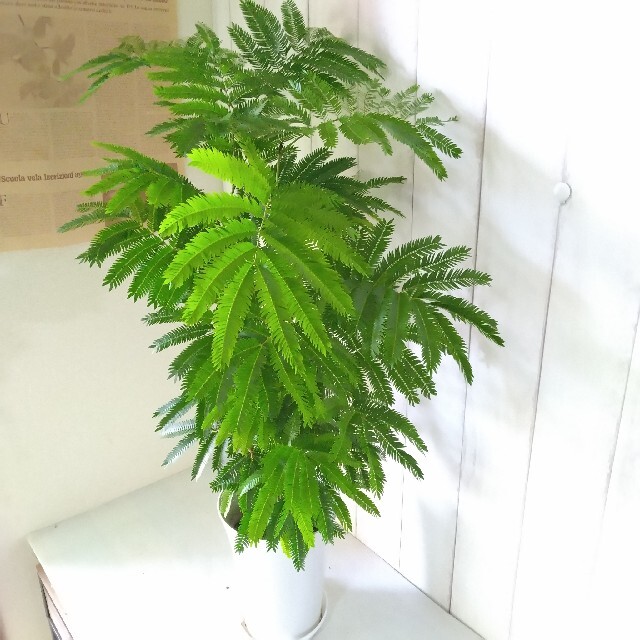②エバーフレッシュ❗️観葉植物❗高さ90◎!樹形綺麗❗ボリューム