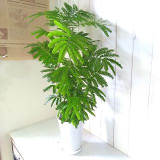 ②エバーフレッシュ❗️観葉植物❗高さ90◎！樹形綺麗❗ボリューム◎！(プランター)