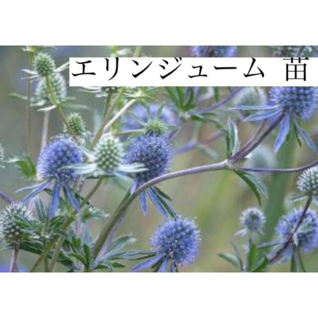 エリンジューム  プラチナム♡苗♡宿根草♡ドライフラワーに♩ ハンドメイドのフラワー/ガーデン(ドライフラワー)の商品写真