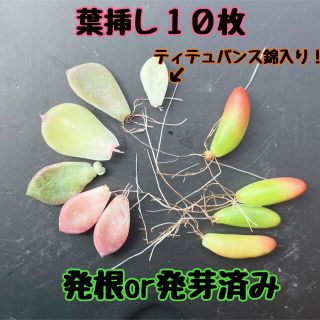 多肉植物　韓国苗　葉挿しセット(その他)