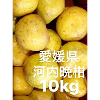 愛媛県産　河内晩柑　宇和ゴールド　柑橘　10kg(フルーツ)