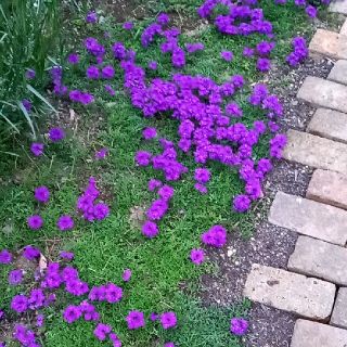 紫のお花の苗(その他)