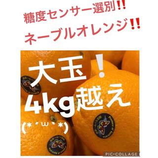 ネーブルオレンジ　大玉　4kg越え(フルーツ)