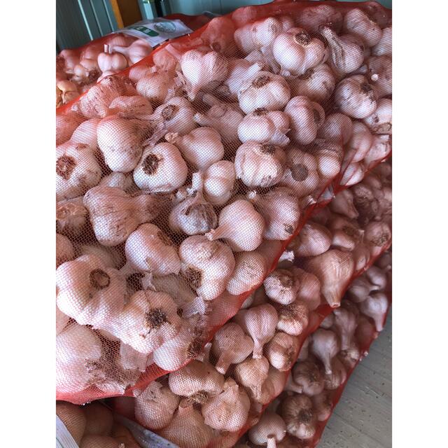 青森県産 にんにく 福地 ホワイト六片 玉 10kg - 野菜