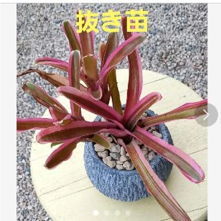ネオレゲリア ファイヤーボール　抜き苗(その他)